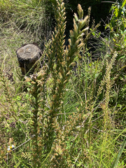Liatris acidota