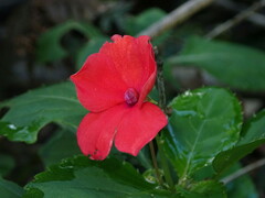 Impatiens walleriana