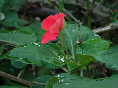 Impatiens walleriana