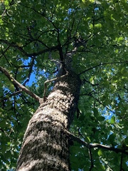 Ulmus thomasii