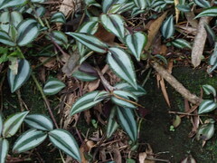 Tradescantia zebrina