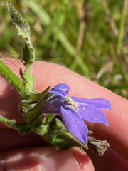 Lobelia reverchonii