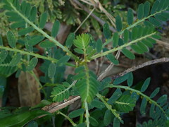 Phyllanthus urinaria hookeri