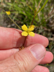 Ludwigia linearis
