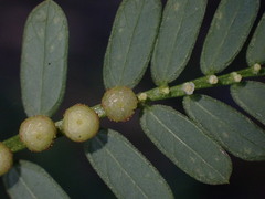 Phyllanthus urinaria hookeri