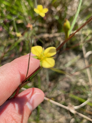 Ludwigia linearis
