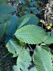 Ulmus thomasii