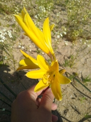 Zephyranthes bagnoldii