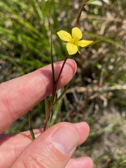 Ludwigia linearis