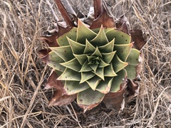 Dudleya candelabrum