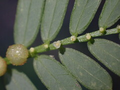 Phyllanthus urinaria hookeri