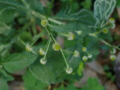 Dichrocephala integrifolia