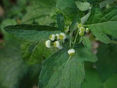 Dichrocephala integrifolia