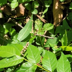 Persicaria thunbergii