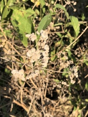 Torilis arvensis recta