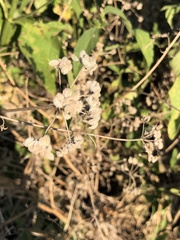 Torilis arvensis recta