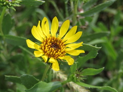 Grindelia pulchella