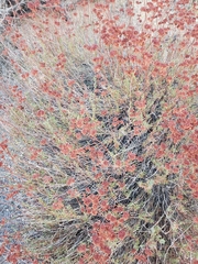 Eriogonum fasciculatum