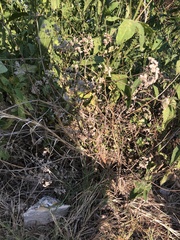 Torilis arvensis recta