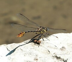 Dromogomphus spoliatus