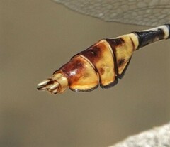 Dromogomphus spoliatus