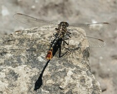 Dromogomphus spoliatus