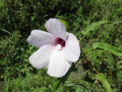 Hibiscus striatus