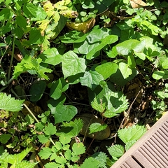 Menispermum dauricum