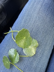 Hydrocotyle bonariensis