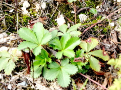Potentilla canadensis