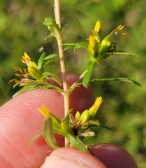 Pectis linearifolia image