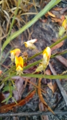 Bossiaea scolopendria