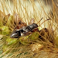 Heteroptera