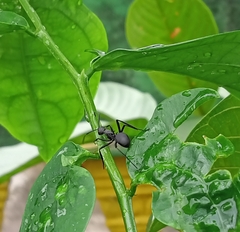 Myrmhopla