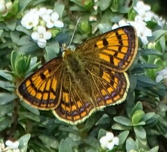 Lycaena edna