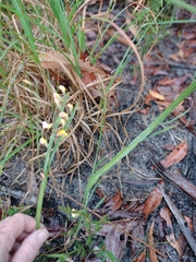 Bossiaea scolopendria