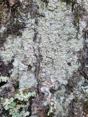 Pertusaria rubefacta