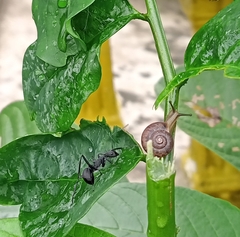 Myrmhopla