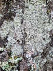 Pertusaria rubefacta