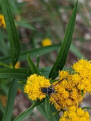 Ancistrocerus