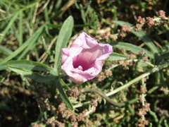 Ipomoea platensis