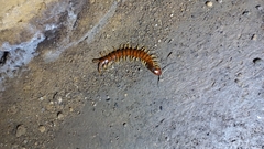 Scolopendra alternans