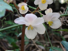 Begonia lukuana