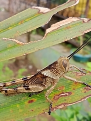 Valanga nigricornis