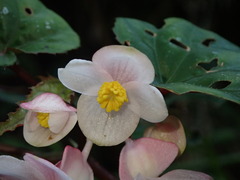 Begonia lukuana