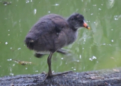 Gallinula galeata