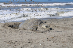 Lepidochelys olivacea