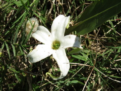 Jaborosa integrifolia