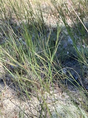 Aristida tuberculosa