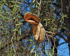 Aspidosperma quebracho-blanco